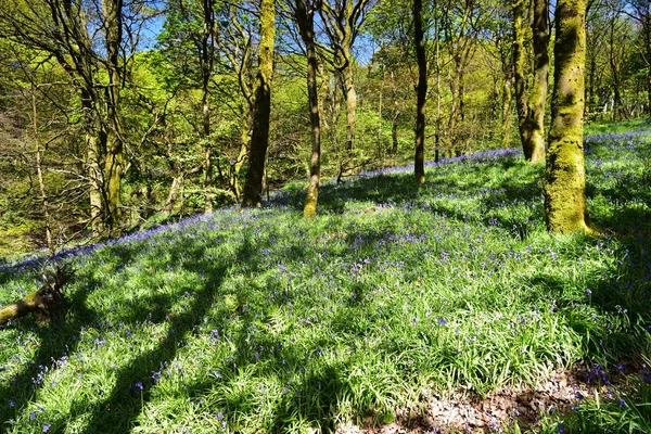 Bluebells üzerinde güneş ışığı