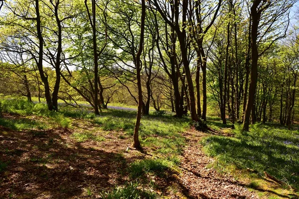 Bluebells üzerinde güneş ışığı