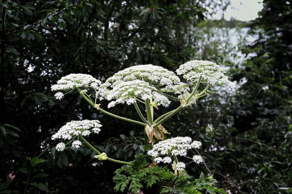 Flowering Heracleum mantegazzianum