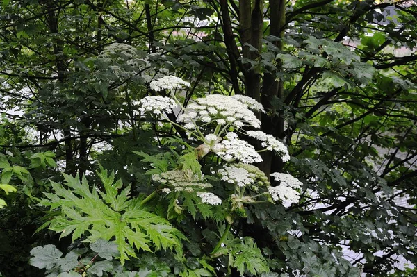 Ανθοφορίας Heracleum mantegazzianum — Φωτογραφία Αρχείου