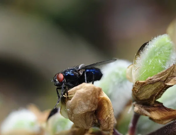 Calliphora vomitoria - mouche bleue — Photo