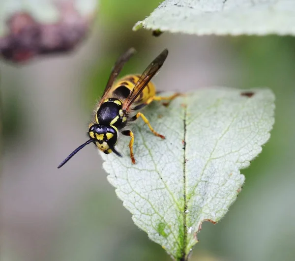 Wasp voeden met nectar blad — Stockfoto