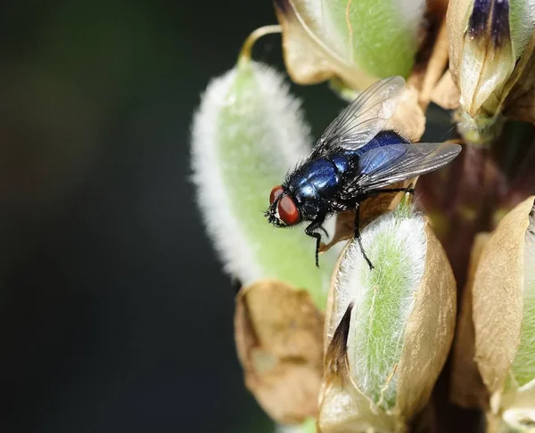 オオクロバエ vomitoria - 蒼蠅 — ストック写真