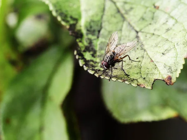 Musca domestica - mouche domestique — Photo