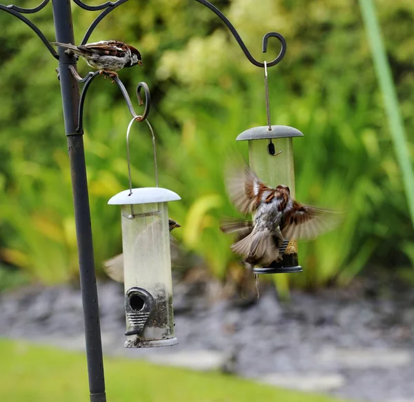 Moineau domestique querelle sur la nourriture — Photo