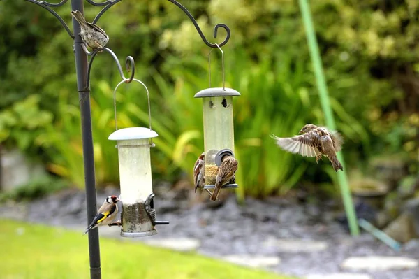 Casa Sparrow briga sobre a comida — Fotografia de Stock
