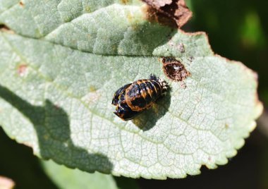 İki Harlequin Ladybird Pupa benekli