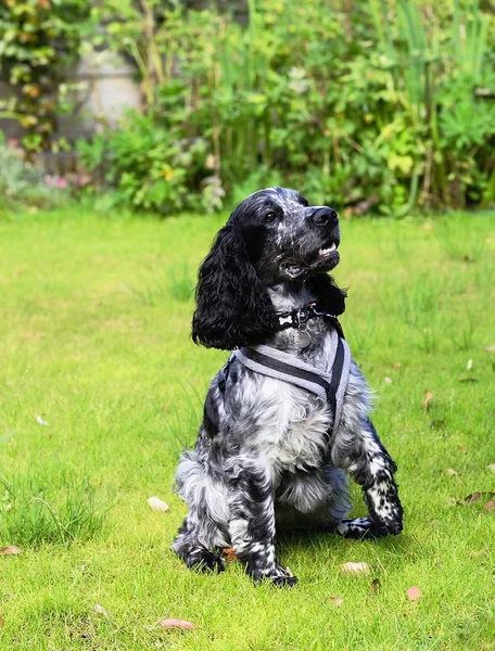 Spaniel sitter upp för mat — Stockfoto