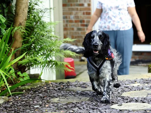 Spaniel springande sökvägen — Stockfoto