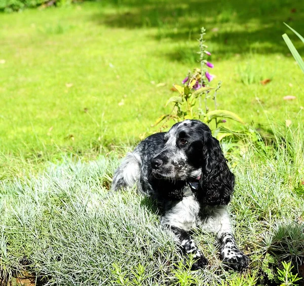 Spaniel lying in the pinks — Stock Photo, Image