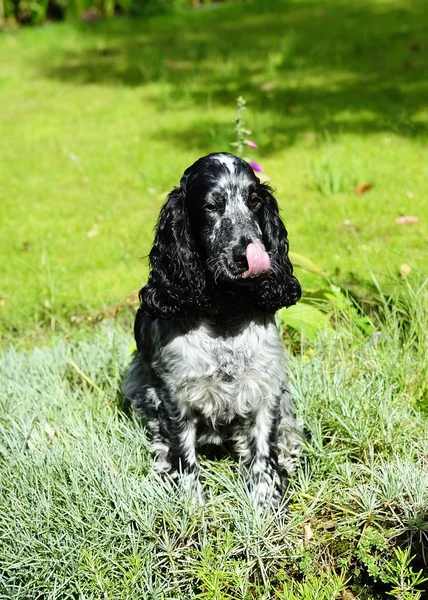 Spaniel liggande i pinksna — Stockfoto