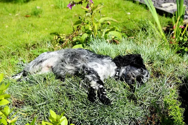 Spaniel rullande i pinksna — Stockfoto