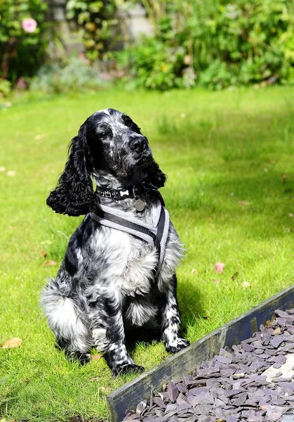 Spaniel sitter upp för mat — Stockfoto