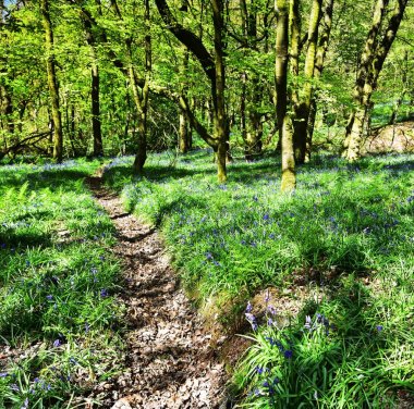 Bluebells üzerinde güneş ışığı
