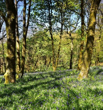 Bluebells üzerinde güneş ışığı