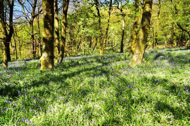 Bluebells üzerinde güneş ışığı