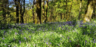 Bluebells üzerinde güneş ışığı