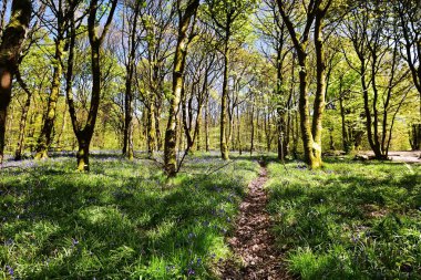 Bluebells üzerinde güneş ışığı