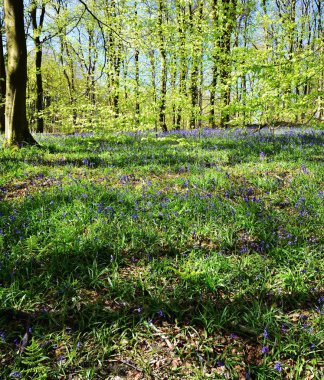 Bluebells üzerinde güneş ışığı