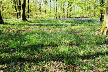 Bluebells üzerinde güneş ışığı