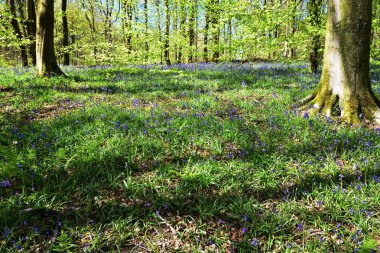 Bluebells üzerinde güneş ışığı