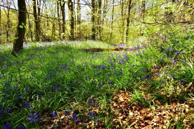 Bluebells üzerinde güneş ışığı
