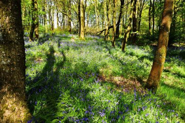 Bluebells üzerinde güneş ışığı