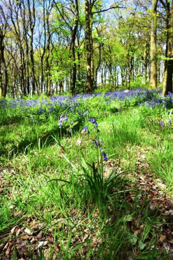Bluebells üzerinde güneş ışığı