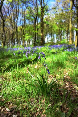 Bluebells üzerinde güneş ışığı