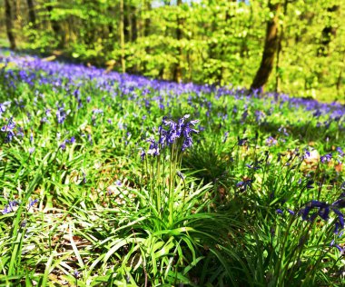 Bluebells üzerinde güneş ışığı