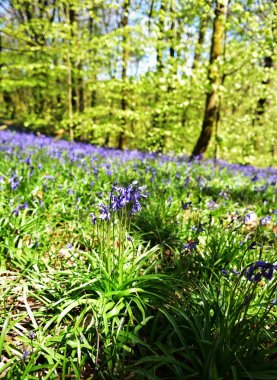 Bluebells üzerinde güneş ışığı