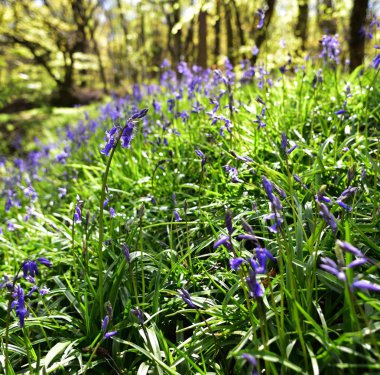 Bluebells üzerinde güneş ışığı
