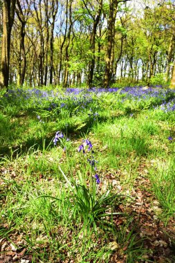 Bluebells üzerinde güneş ışığı