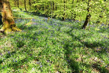 Bluebells üzerinde güneş ışığı