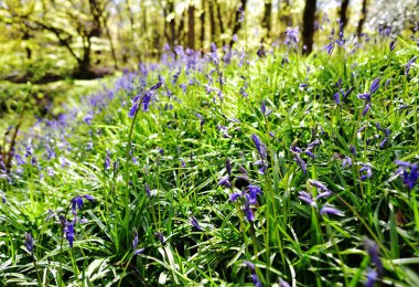Bluebells üzerinde güneş ışığı
