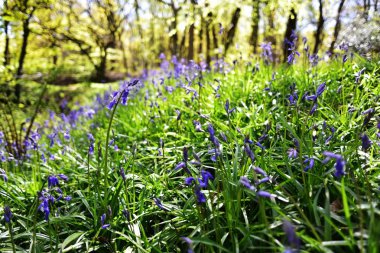 Bluebells üzerinde güneş ışığı