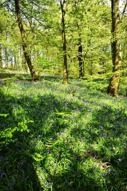 Bluebells üzerinde güneş ışığı