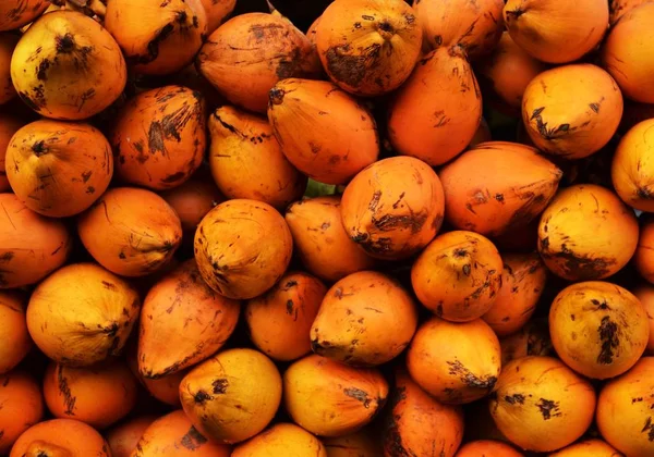 Hindistancevizi Sri Lanka Satılık