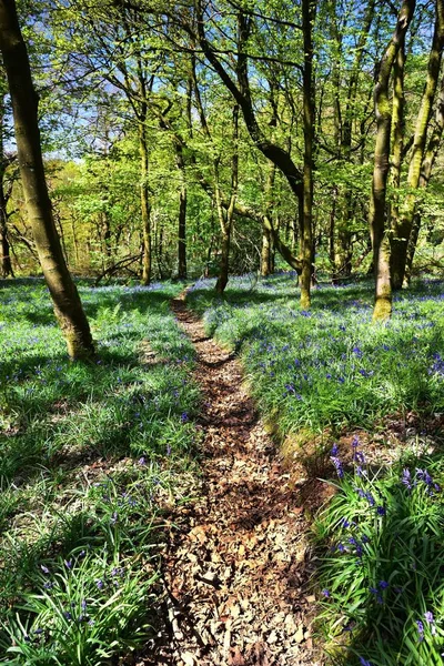 Bluebells üzerinde güneş ışığı