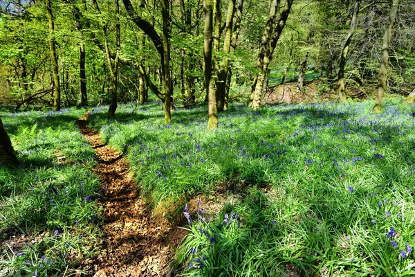 Lumière du soleil sur les Bluebells — Photo