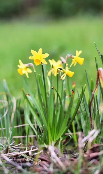 Το Daffodils άνοιξη στο λουλούδι — Φωτογραφία Αρχείου