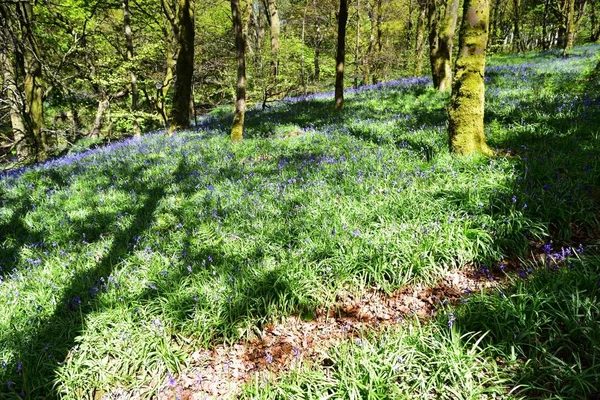 Lumière du soleil sur les Bluebells — Photo