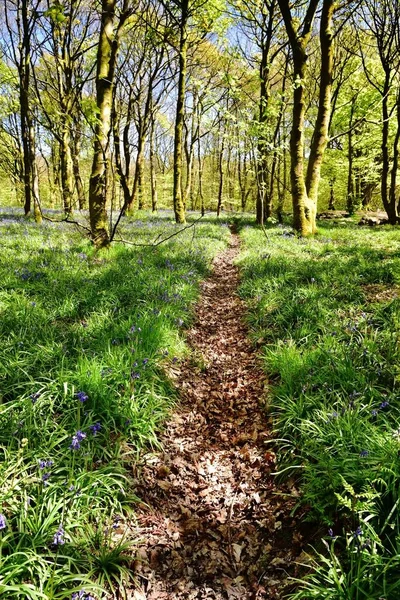 Bluebells üzerinde güneş ışığı