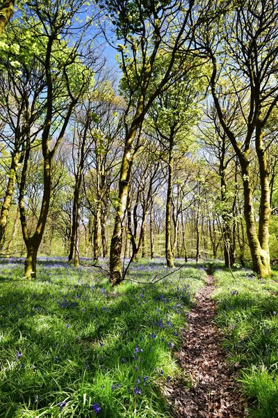 Bluebells üzerinde güneş ışığı