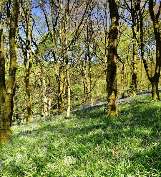 Bluebells üzerinde güneş ışığı
