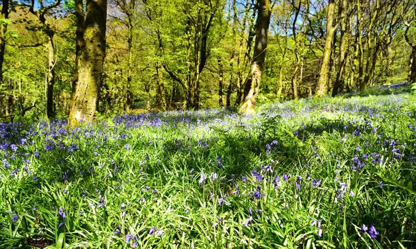 Bluebells üzerinde güneş ışığı