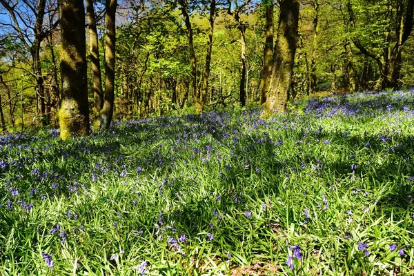 Bluebells üzerinde güneş ışığı