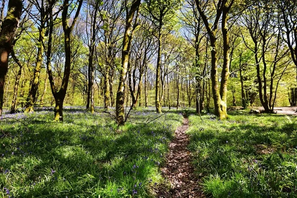 Bluebells üzerinde güneş ışığı