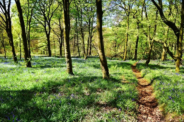 Bluebells üzerinde güneş ışığı