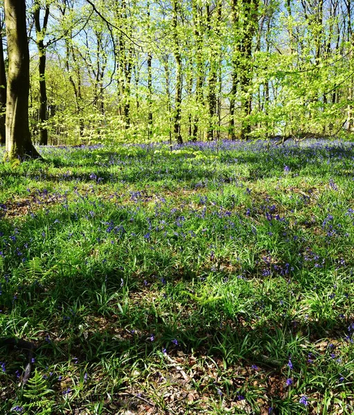 Bluebells üzerinde güneş ışığı
